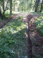 КЧ в грунте в лесу